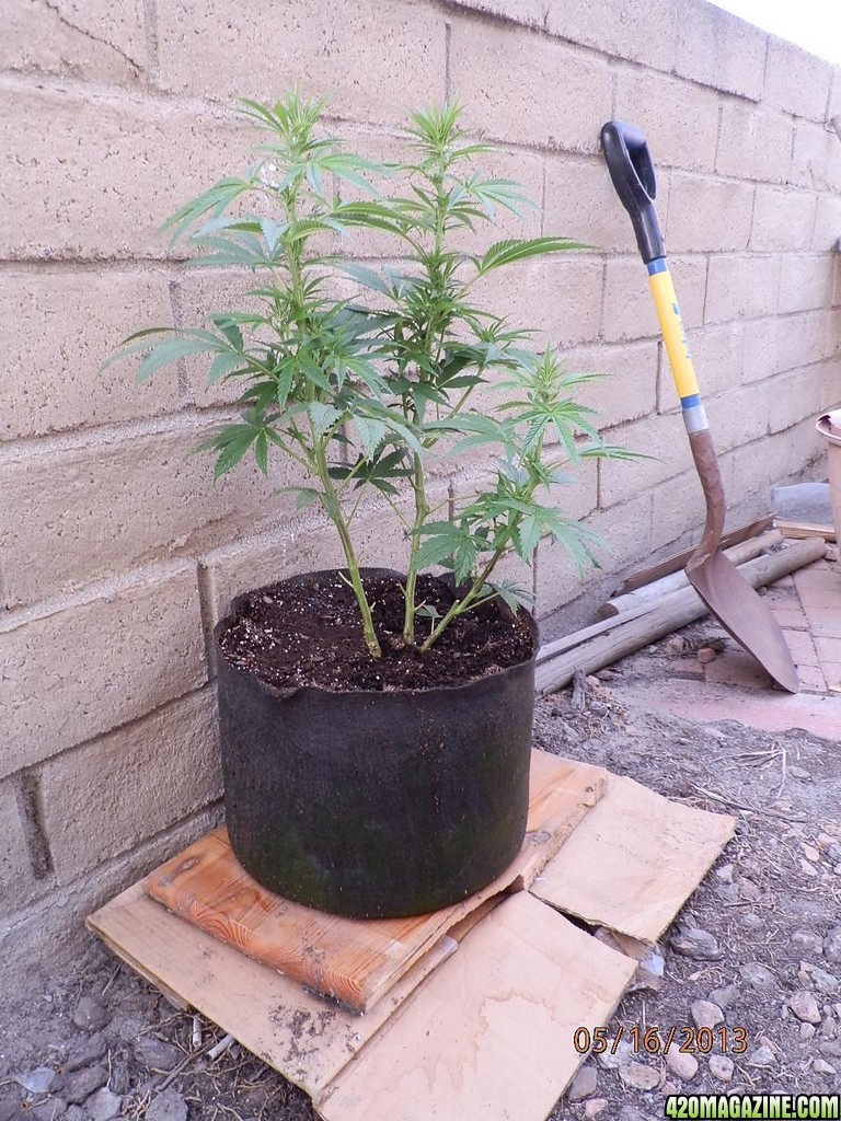 first Smart-Pot grow, smartpot