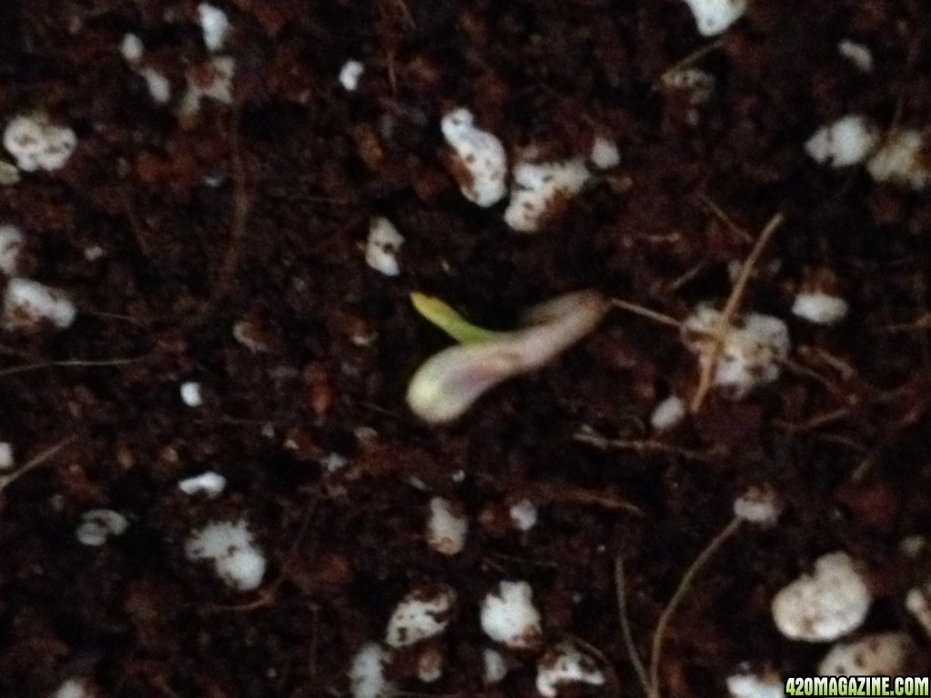 First Sprout