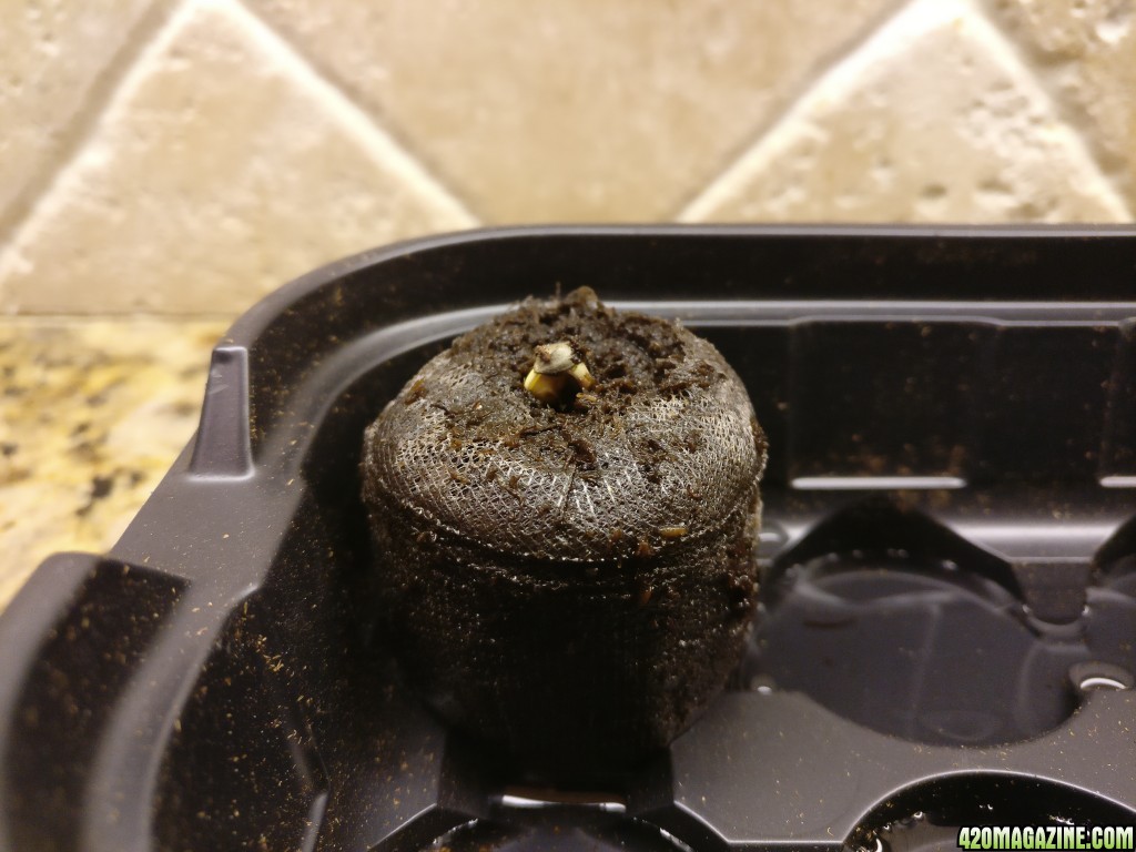 First Sprout :)