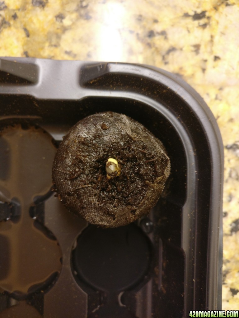 First Sprout :)