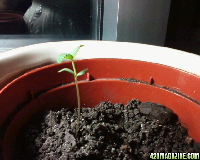 first sprouts