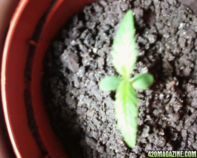 first sprouts