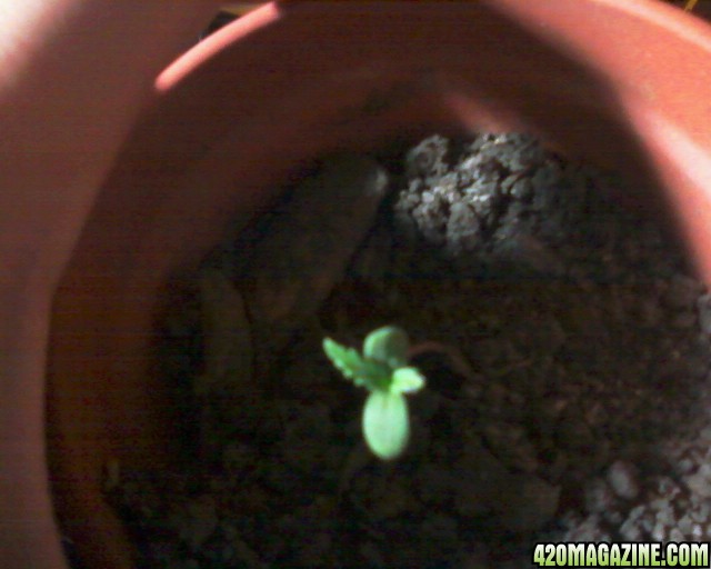 first sprouts