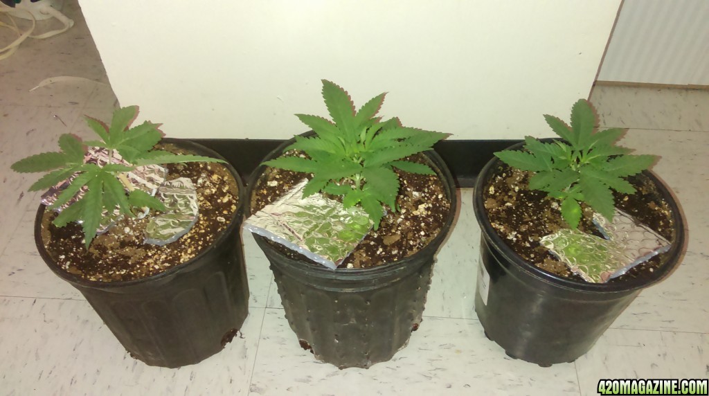 First stealth grow results