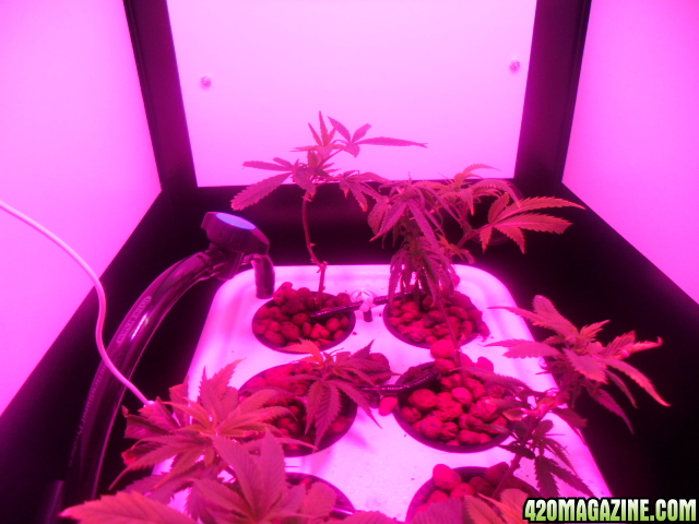 First Superlocker Procyon 100 Grow