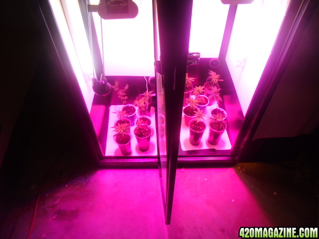 First Superlocker Procyon 100 Grow