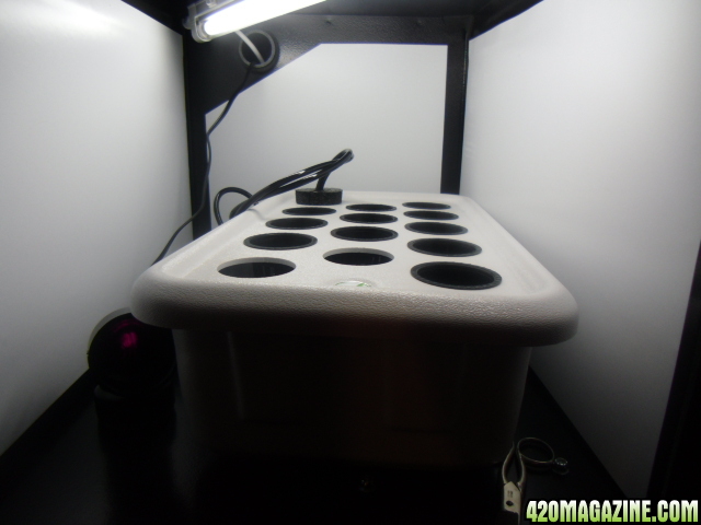 First Superlocker Procyon 100 Grow