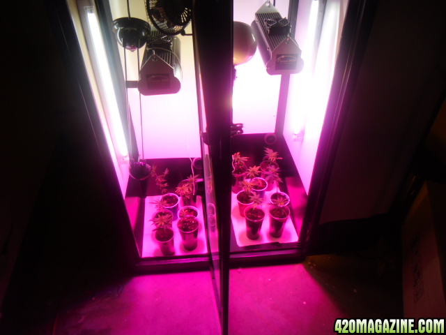 First Superlocker Procyon 100 Grow