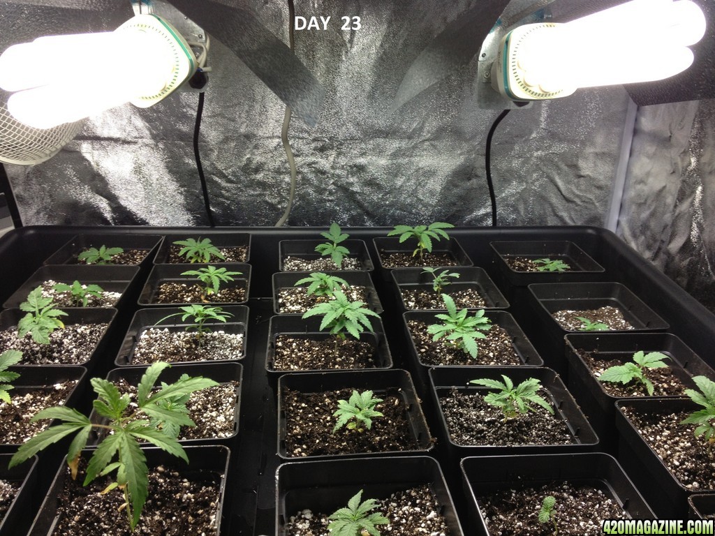 First Tent Grow 1