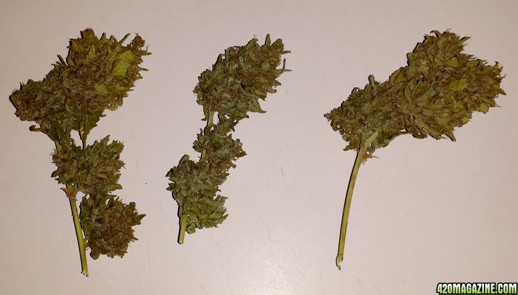 First three buds from Blueberry 1