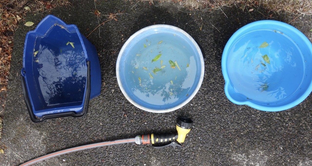 First time at bud washing, H2O2, Lemon juice/baking soda, water, hose off