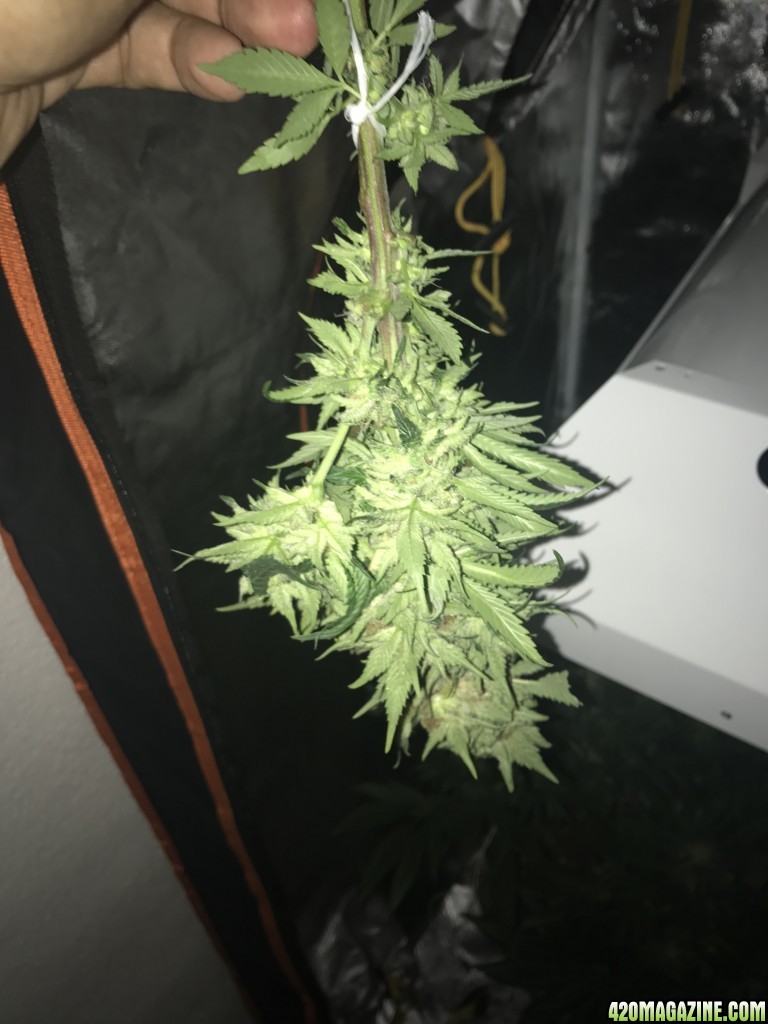 first time grow ace seeds panama