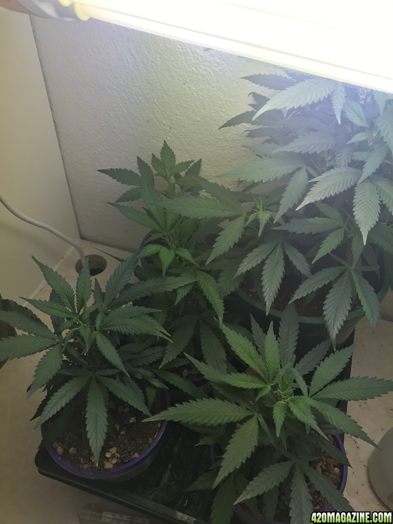 first time grow ace seeds panama