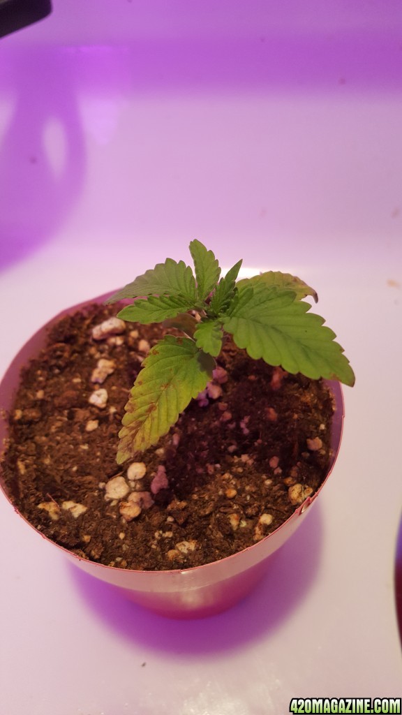 First time grow , need some help