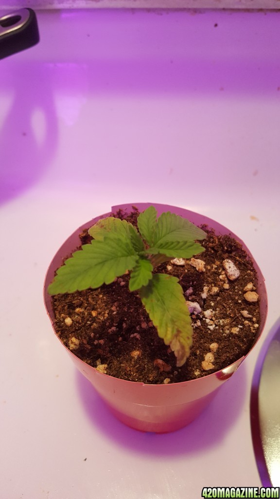 First time grow , need some help