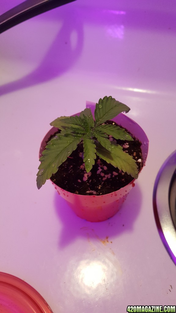 First time grow , need some help