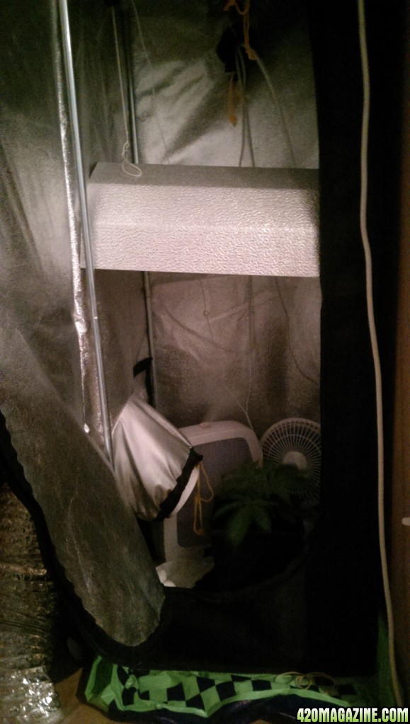 First time grow setup