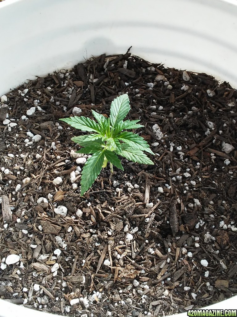 First Time Grow Skunk #1 Fem Autoflower