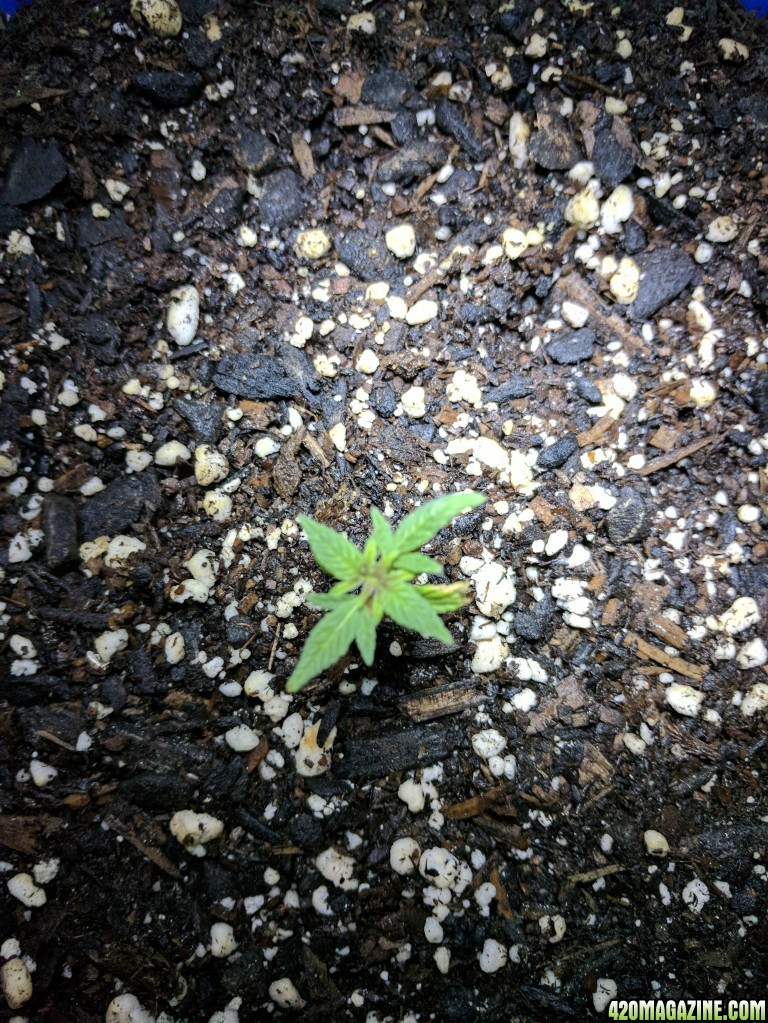 First time grower needs help