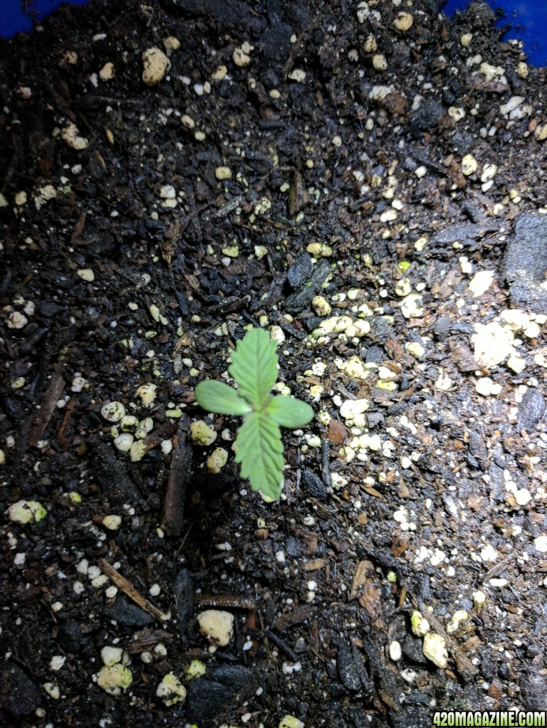 First time grower needs help