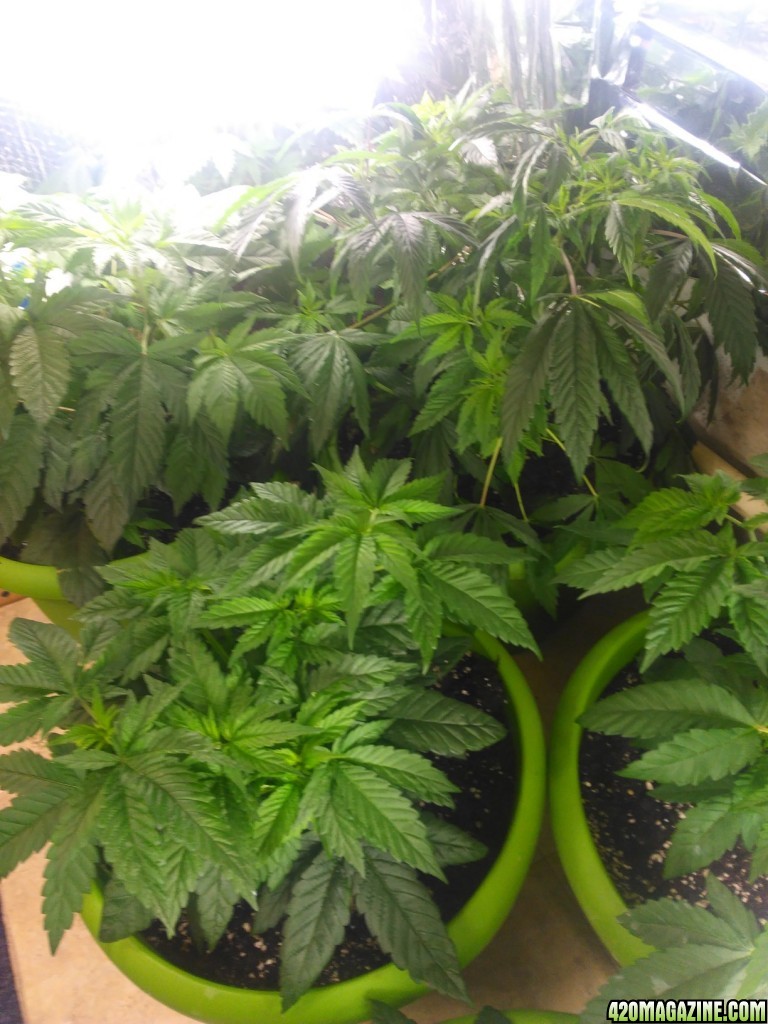 First time growing