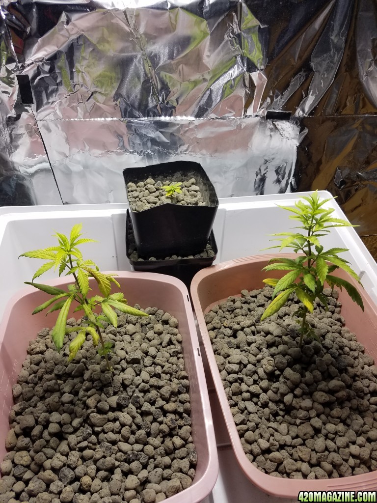 First timer need help