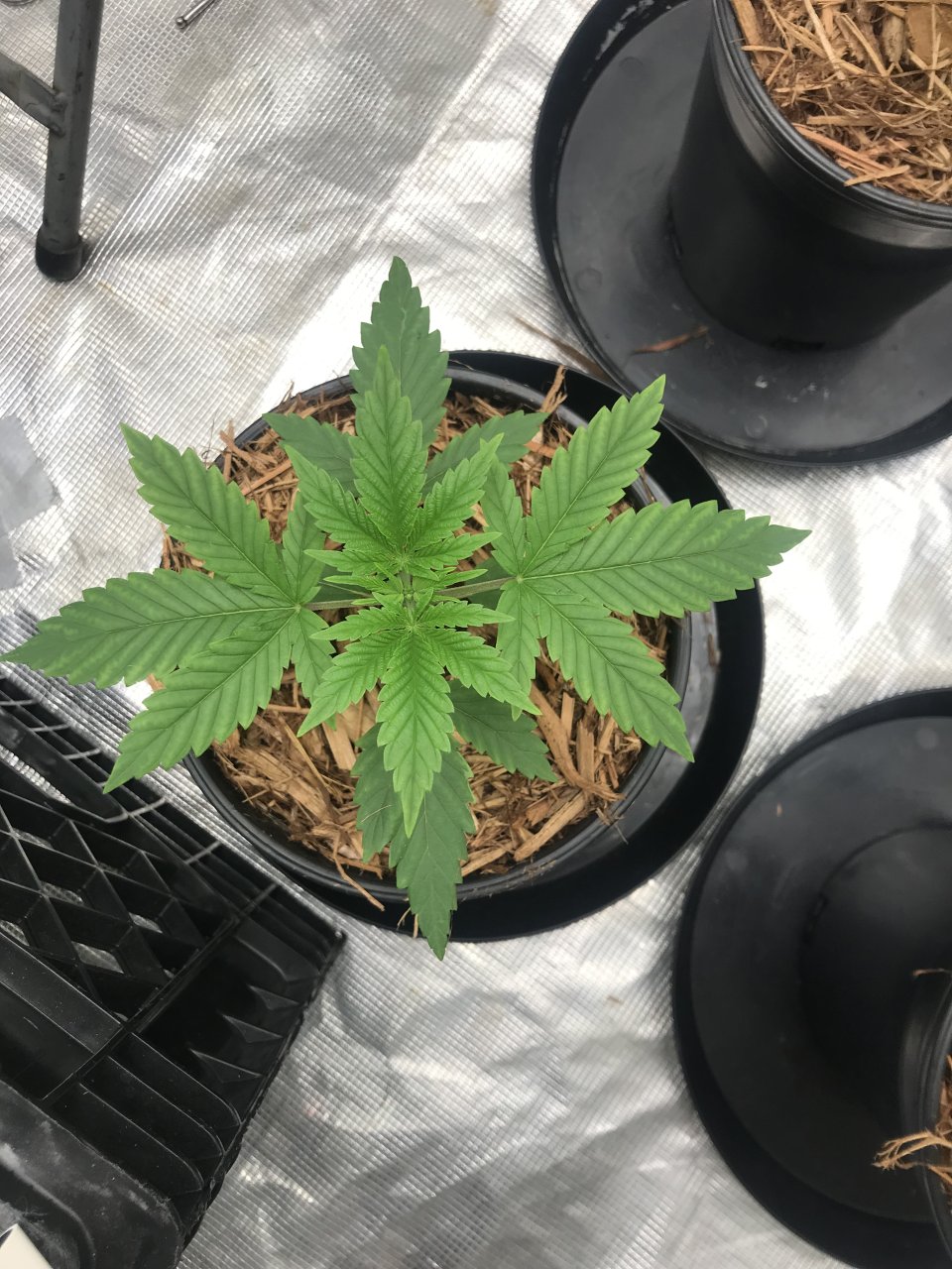 First week out of seedling