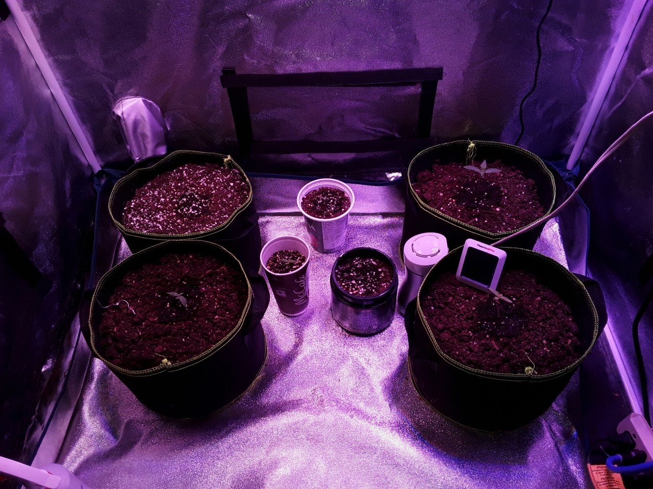 First week seedlings