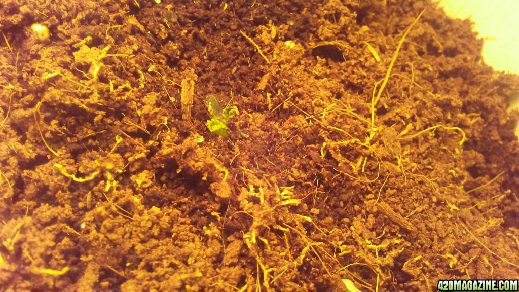 first_grow