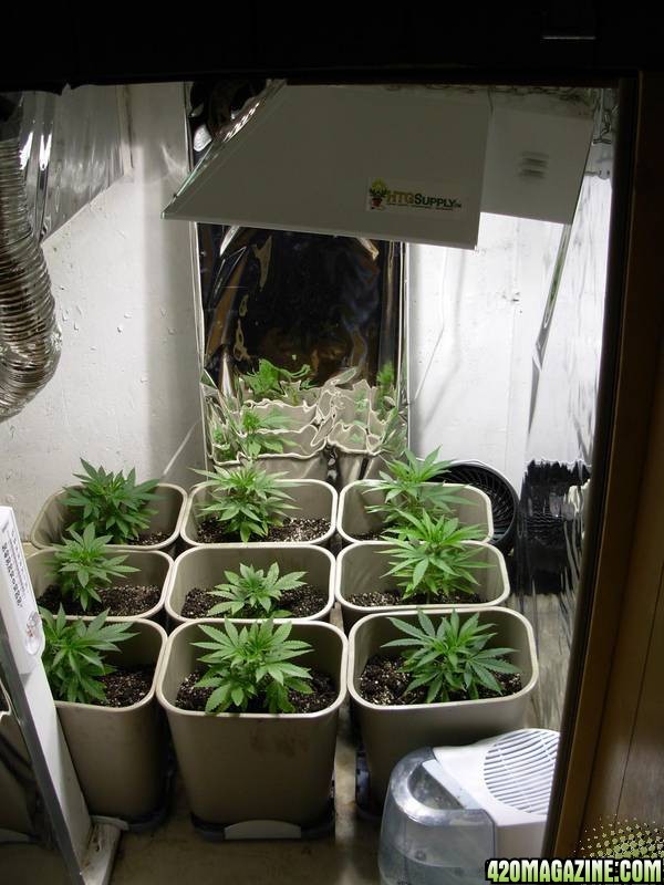 First_Grow_-_Day_43_1_