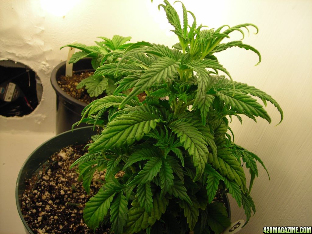 first_grow_068_Jonne