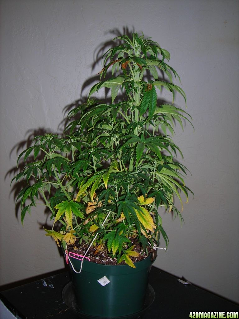 first_grow_113_Tad