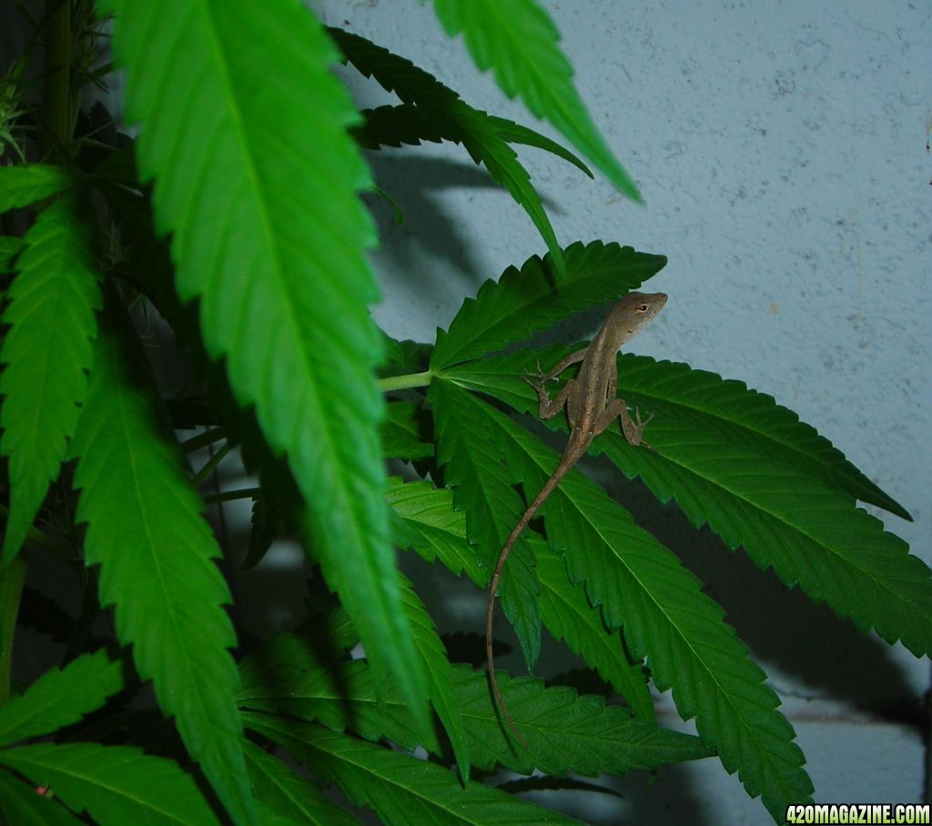 first_grow_168_lizard