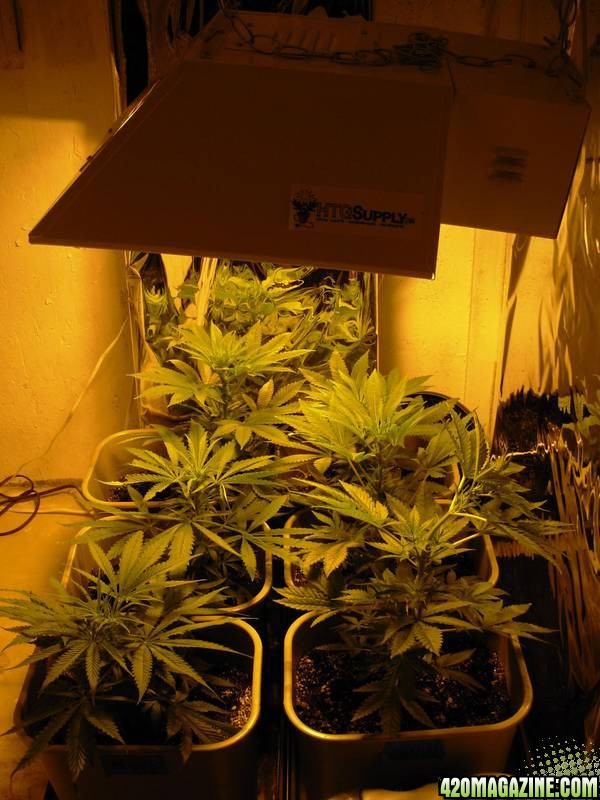 First_Grow_Day_55_004