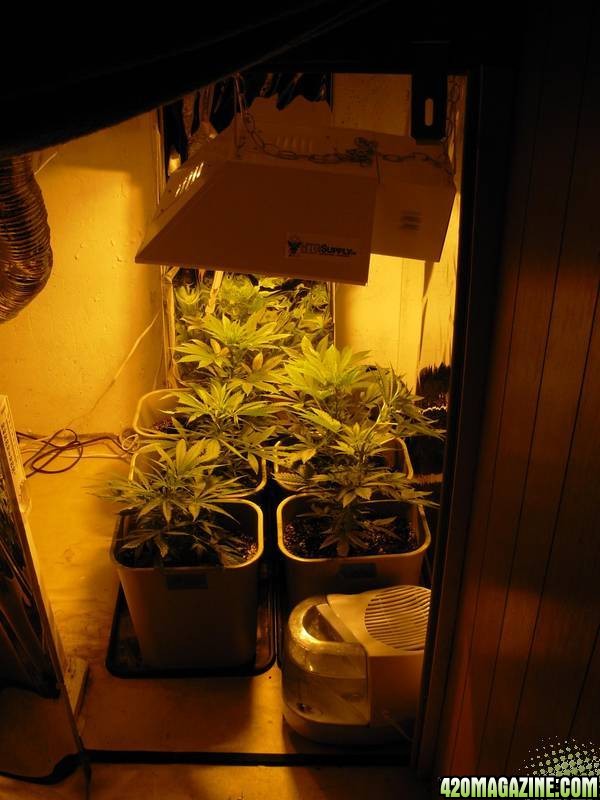 First_Grow_Day_55_005