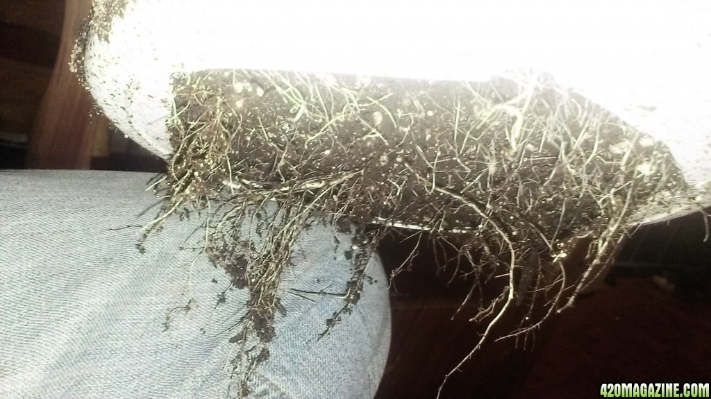 first_pot_roots