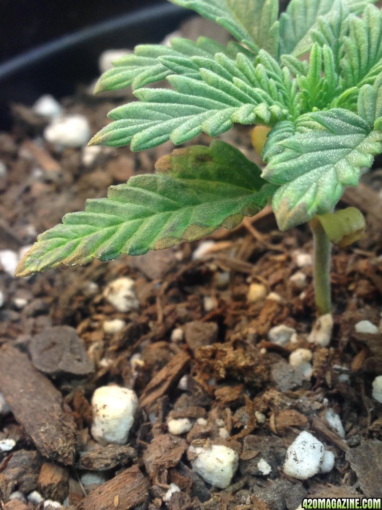 firstgrow1.1