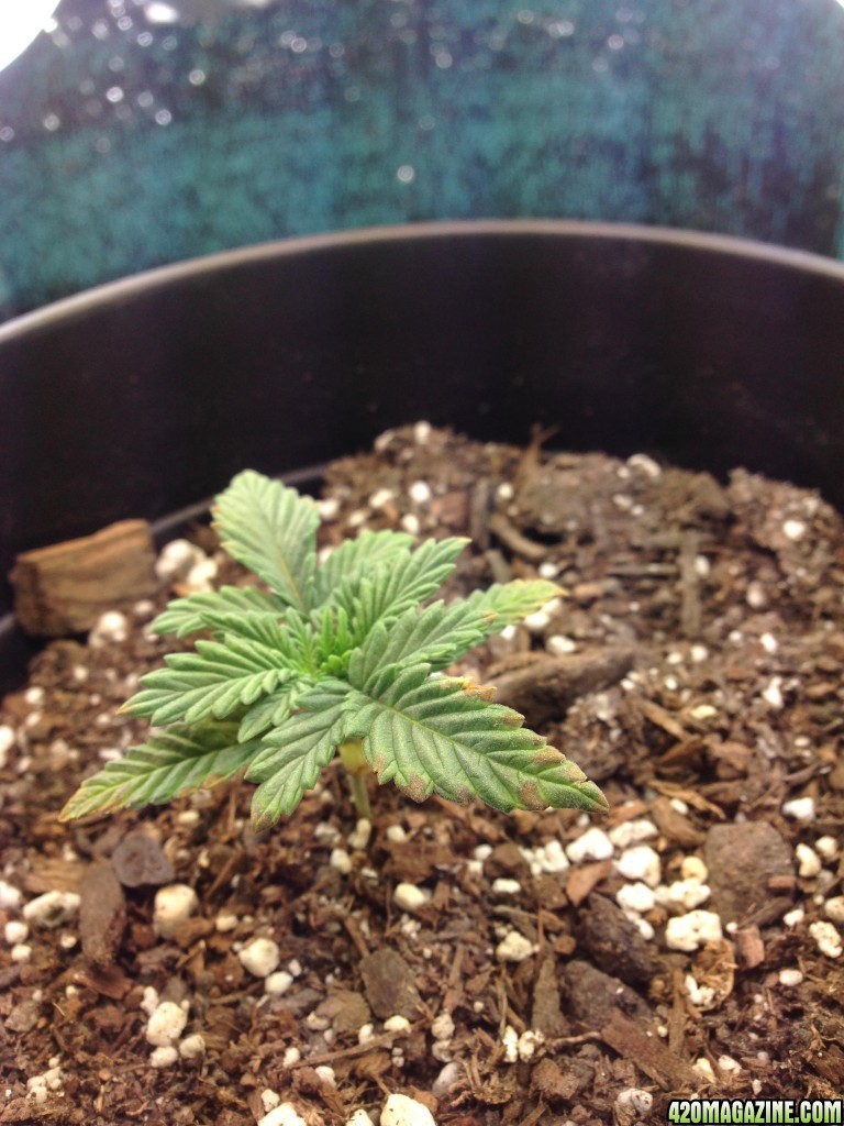 firstgrow1