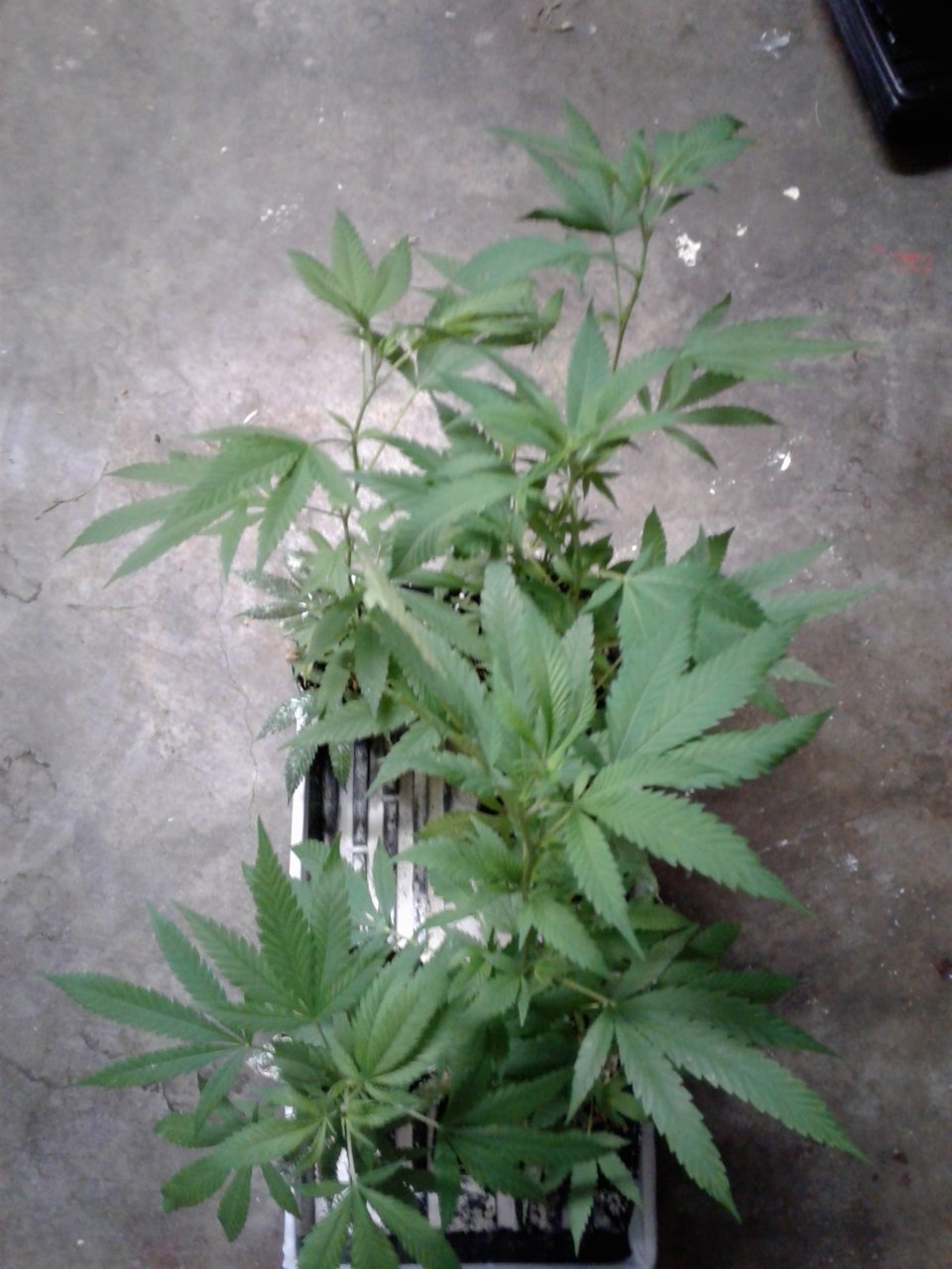 Five Debilitator Kush clones