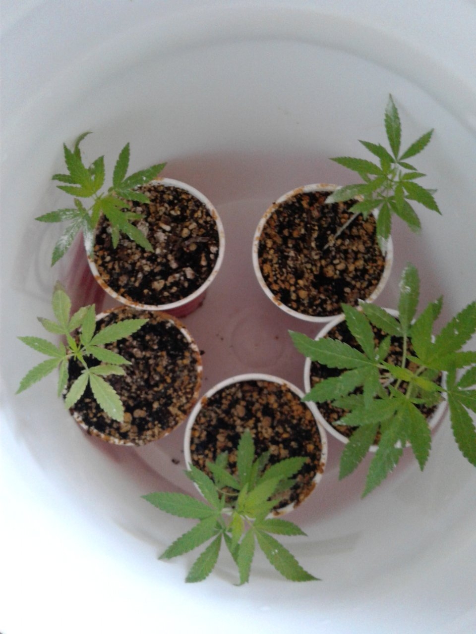 Five Whoberry Haze seedlings