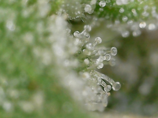 FKC cl 9-28-24 F79  trichs (1).jpg