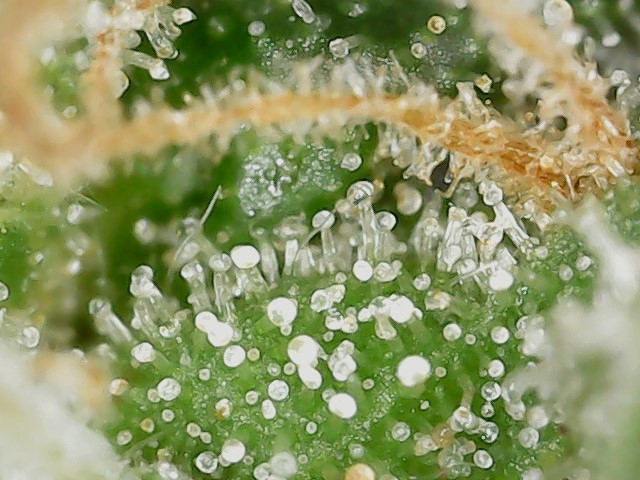 FKC cl 9-28-24 F79  trichs (3).jpg