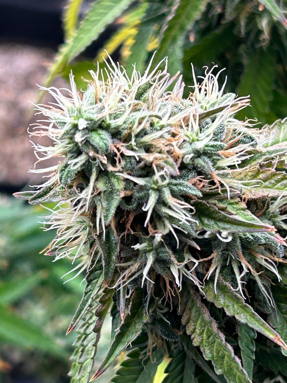 FKC cl 9-4-24 F55 bud.JPG