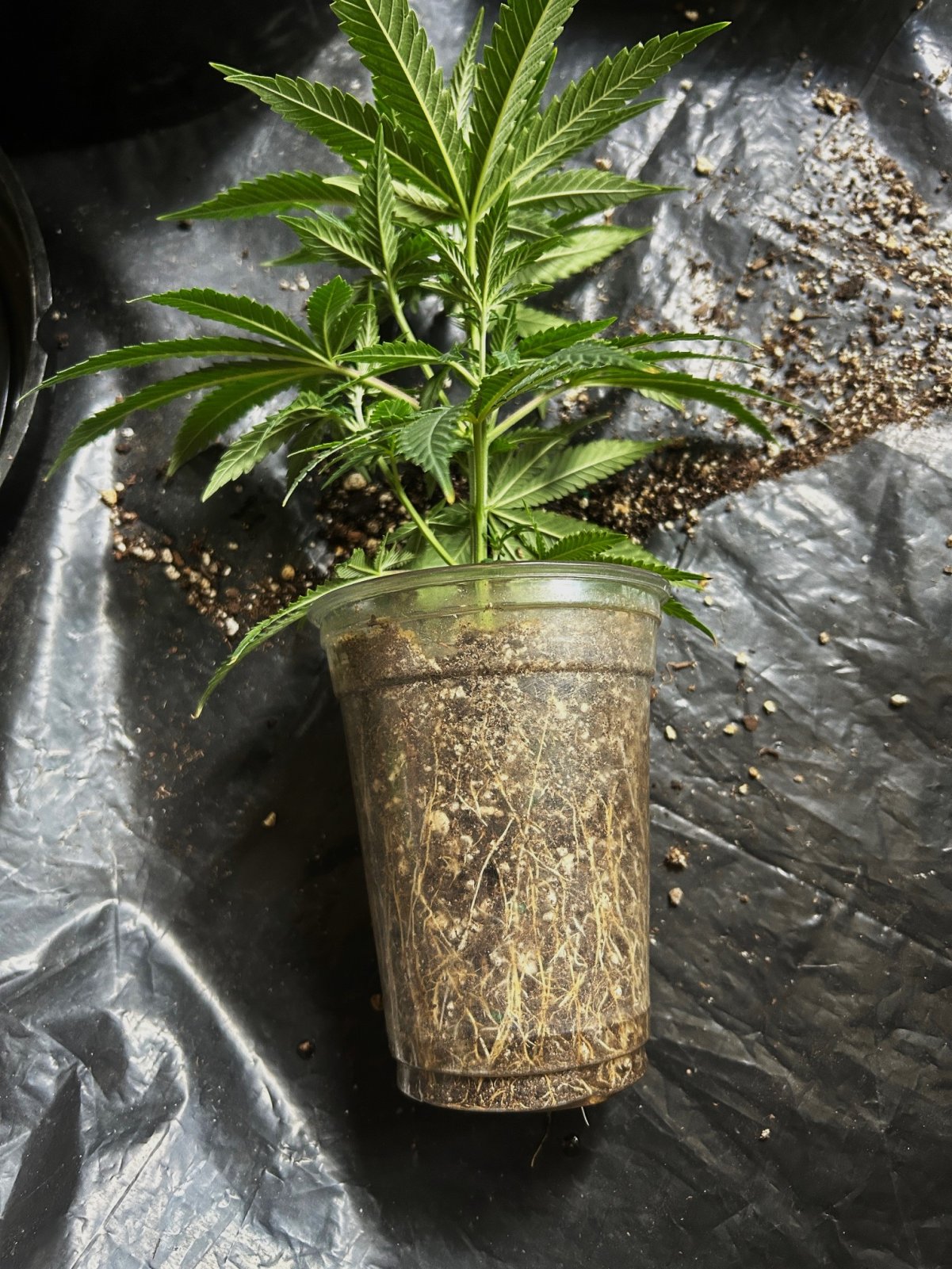 FKC clone 6-3-24 full roots .JPG