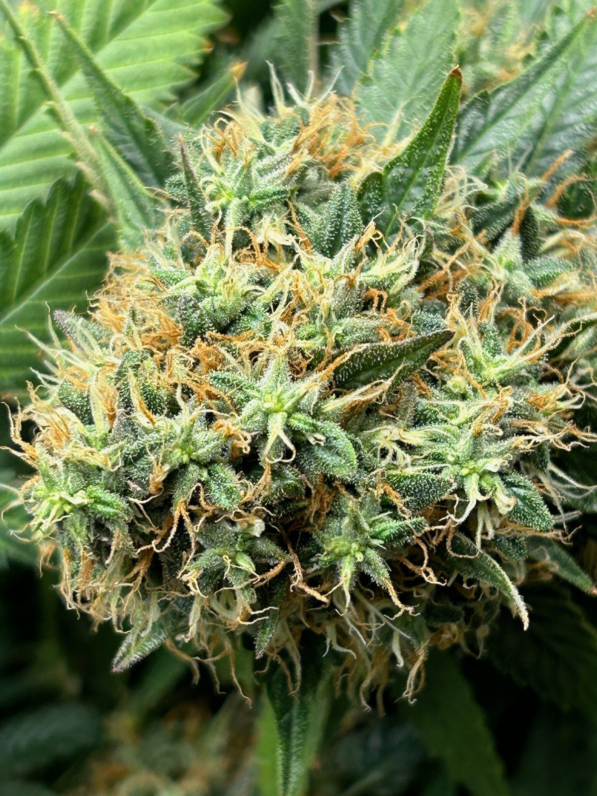 FKC1 7-23-24 F61 bud.JPG