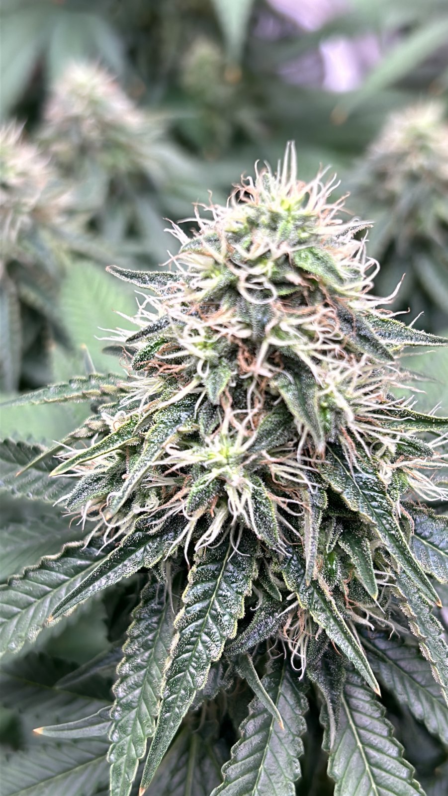 FKC1 7-8-24 F46 bud.JPG