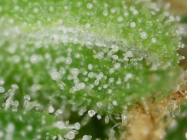 FKC1 8-3-24  F72 trichs (3).jpg