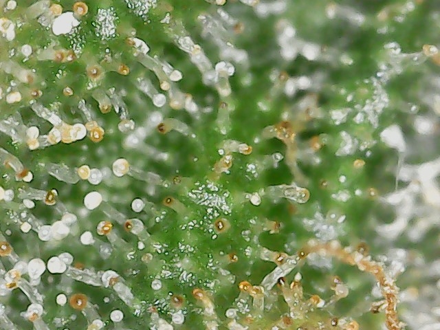 FKC2 8-3-24 F72 trichs (1).jpg