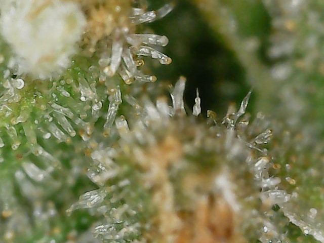 FKC2 8-3-24 F72 trichs (2).jpg