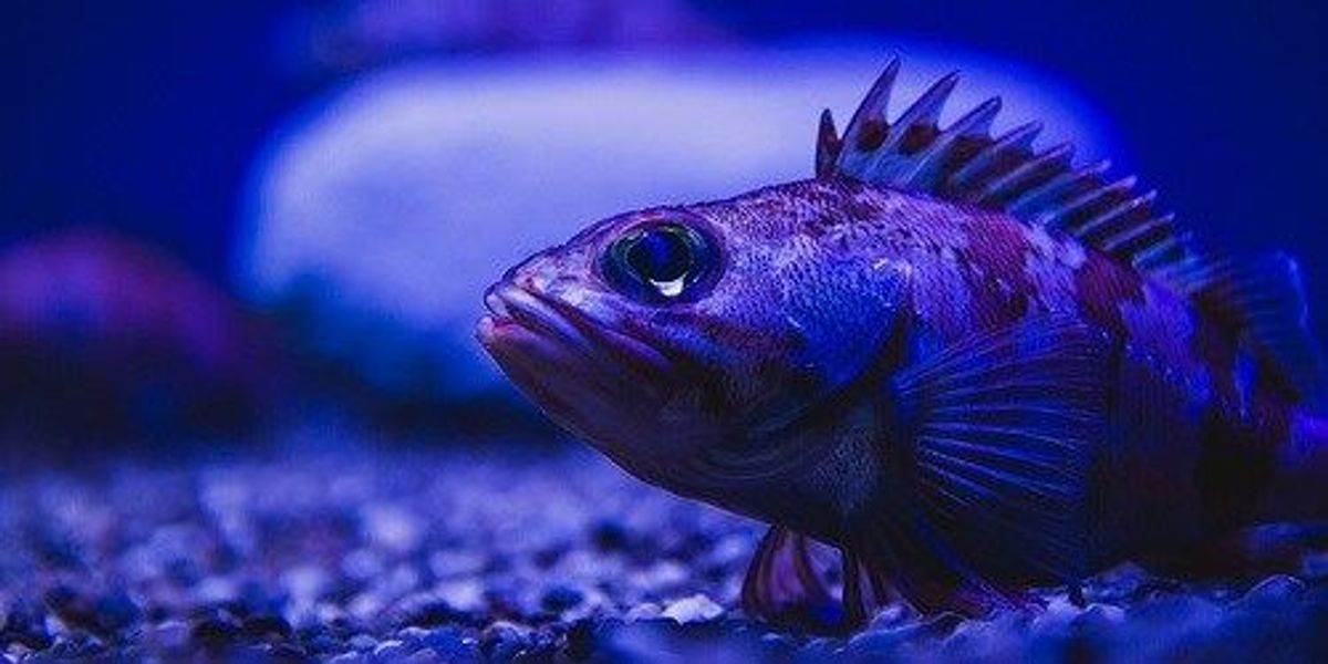 flashy-deep-sea-fish-l.jpg